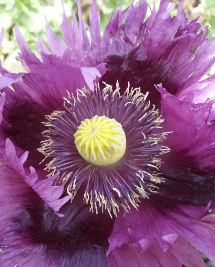 Breadseed Poppies Seeds - JIMI'S PURPLE HAZE - Organic 500 Seeds - Purple Pods - Papaver somniferum