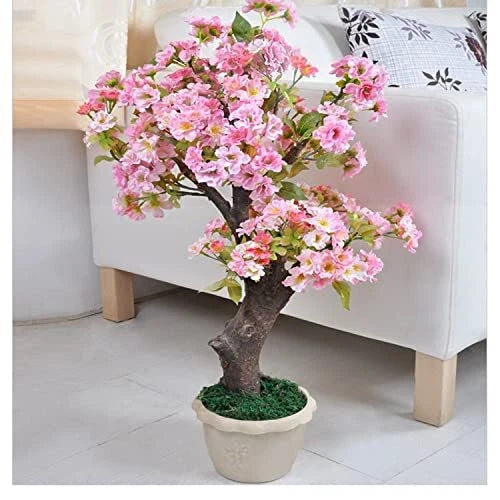 50+ Rare Cherry Blossom Seeds - Dwarf Pink Sakura Weeping Cherry (Prunus serrulata) for Planting