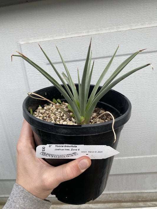 Joshua Tree Live Plant - 1 Gallon - Yucca Brevifolia, Seed Grown, Bareroot