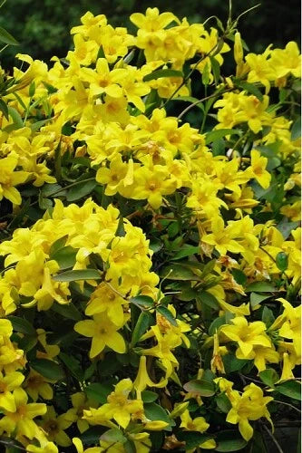 Bignonia Yellow Crossvine Starter Plant - Rooted, Attracts Butterflies, USA Seller - Bignonia capreolata