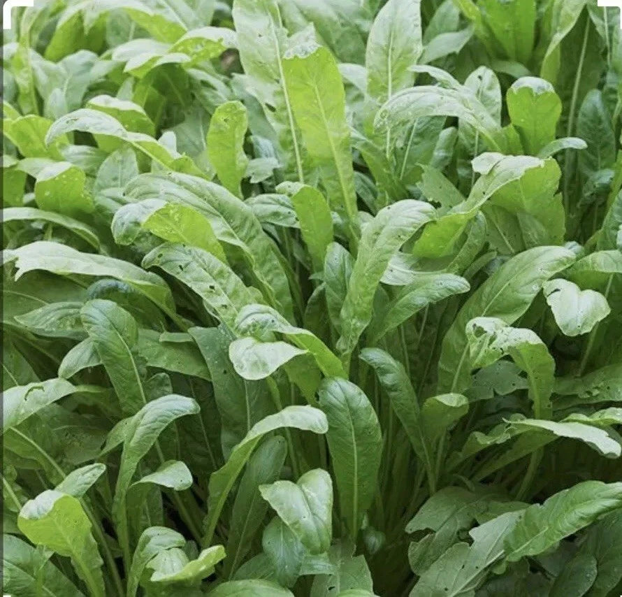 Mibuna Asian Leaf Mustard Seeds - 300+ Open Pollinated NON-GMO - Brassica rapa var. japonica