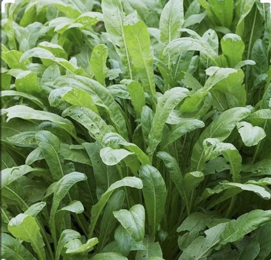 Mibuna Asian Leaf Mustard Seeds - 300+ Open Pollinated NON-GMO - Brassica rapa var. japonica