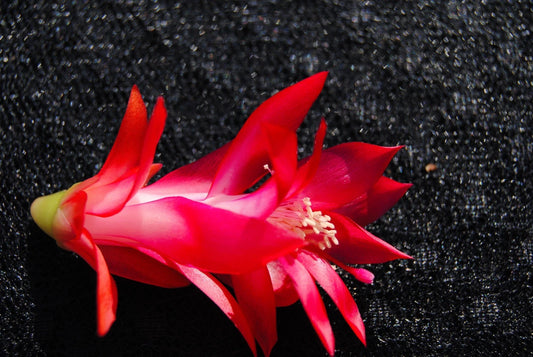 Christmas Cactus Starter Plant - Healthy Well Rooted Schlumbergera Truncata - Perfect for Holiday Decor