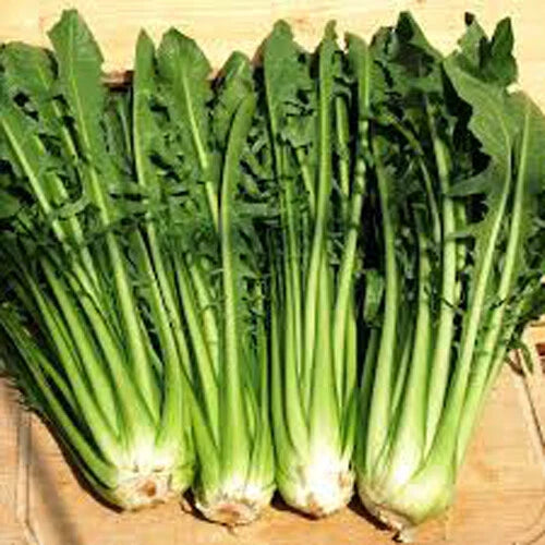 Catalogna Emerald Endive Seeds - Italian Dandelion Chicory Green - 300+ Seeds - Cichorium intybus