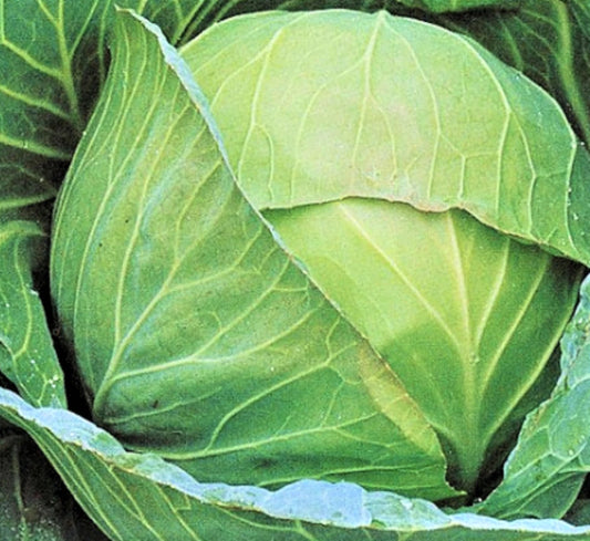 Brunswick Cabbage Seeds 200+ Non-GMO Heirloom Vegetable Seeds Brassica oleracea