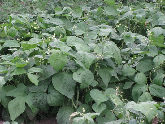 Jade Snap Bush Bean Seeds 50+ | Phaseolus vulgaris | Non-GMO, High Yield, Green Bean Seeds for Home Garden