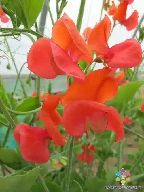 Prince of Orange Sweet Pea Seeds - 50+ Premium Seeds for Garden Planting - Lathyrus odoratus - USA