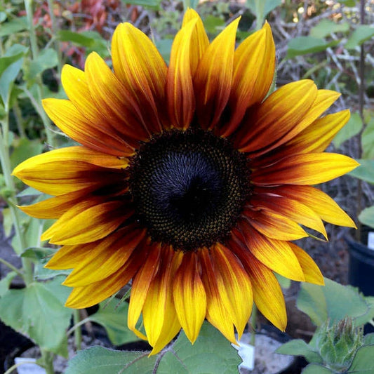 Firecracker Sunflower Seeds - 25 Perennial Flower Seeds - Bright Yellow Blooms - Helianthus annuus