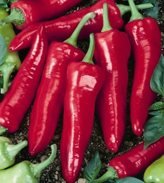 Big Jim Hot Pepper Seeds - 25+ Heirloom Capsicum Annuum - USA Grown, Free Shipping