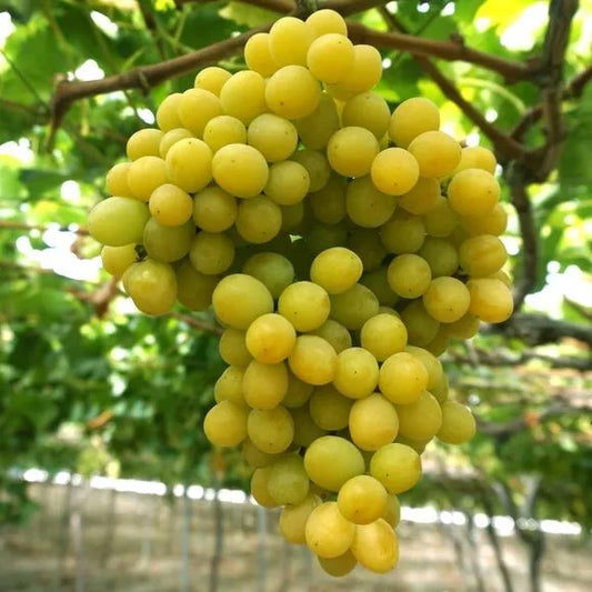 Cotton Candy Grape Seeds - 12 Pack - Very Sweet & Flavorful - Vitis vinifera - USA 2025