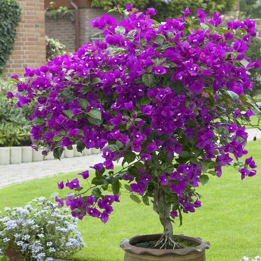 Bougainvillea Starter Plant - Small Well Rooted Violet - Very Rare & Hard to Find (HTF) - Bougainvillea spp.
