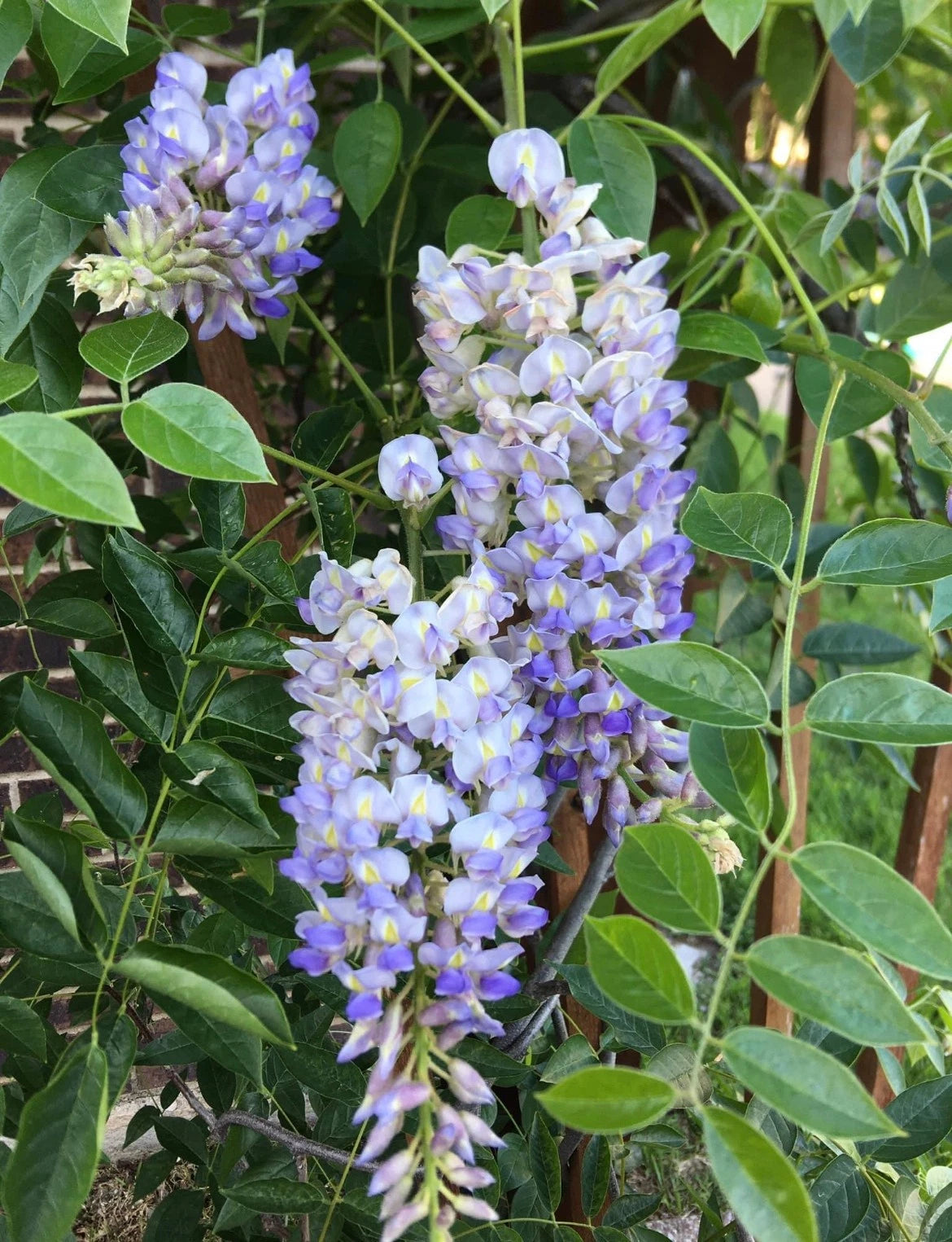 Blue Moon Wisteria Live Plant - 6" to 14" Tall - Fast-Growing Perennial - Wisteria macrostachya