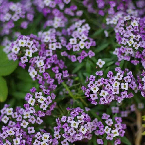 Alyssum Seeds | Purple Heirloom Violet Queen | Non-GMO Flower Seeds | Sweet Alyssum (Lobularia maritima)