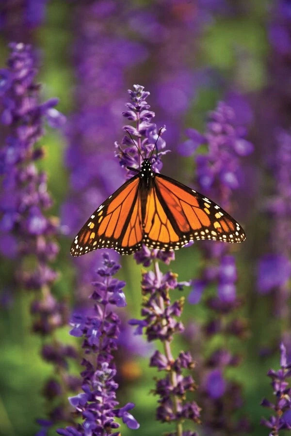 Blue Salvia Hispanica Seeds - 50 Fresh Seeds for 2025 - Chia Seed Variety