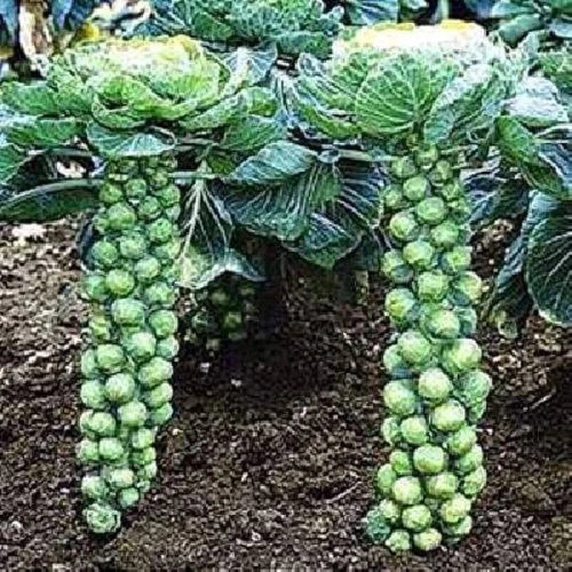 Brussel Sprouts Seeds 1000 Seeds Jade Cross E Brassica oleracea var. gemmifera