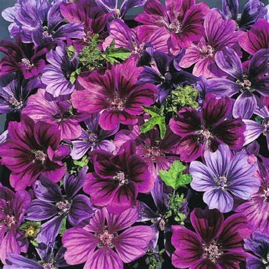 Hollyhock Seeds - 25 Merlin Purple Perennial Flower Seeds - Alcea rosea - US Seller