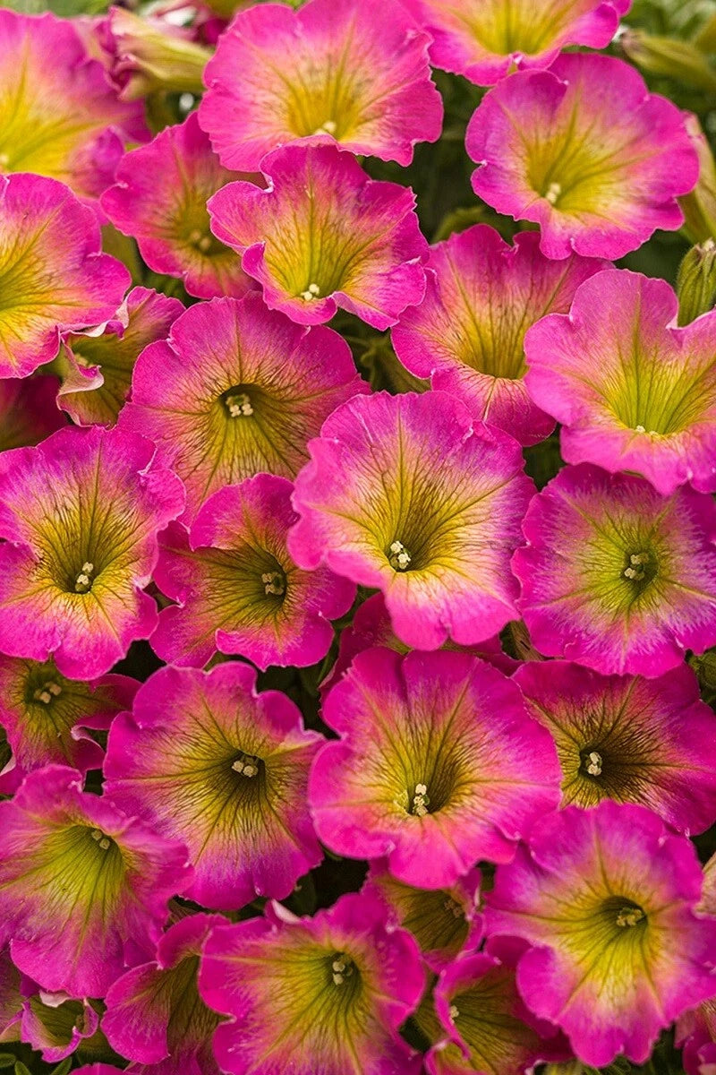 50 Yellow Pink Petunia Seeds | Perennial & Annual Flower Seeds | Petunia x hybrida | US Seller