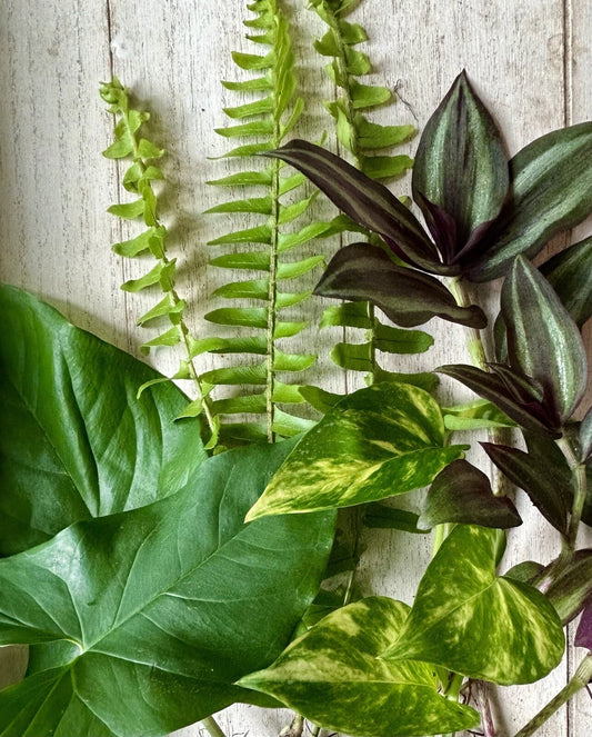 12 Rooted House Plant Cuttings - Pothos, Wandering Jew, Arrowhead, Ferns - Indoor Plants for Home Decor