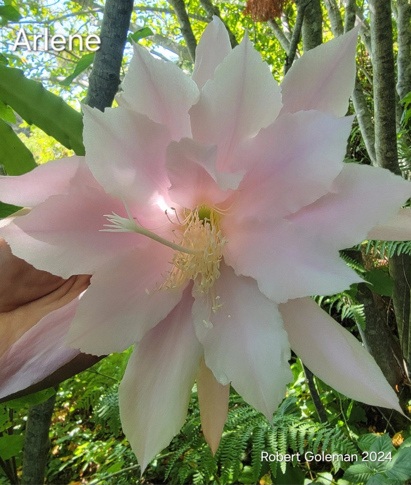 Epiphyllum 'Arlene' Unrooted Cutting - Rare Orchid Cactus - Colorful Succulent Plant Cutting - Perfect for Propagation