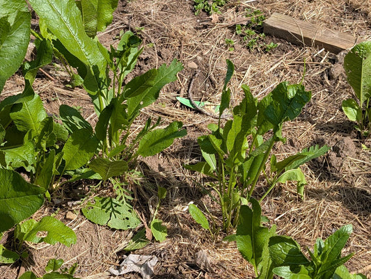 Fresh Organic Horseradish Plants - 2 Pack - Easy to Grow - Armoracia rusticana - Fast Shipping