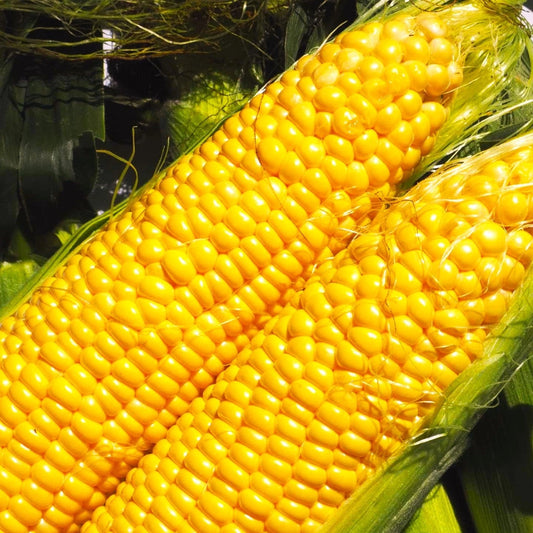Jubilee Sweet Corn Seeds - Golden Yellow Hybrid - Popular Variety for 2025 Planting - Zea mays