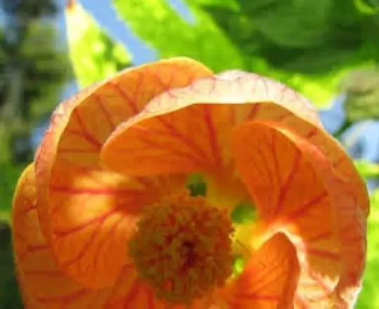 Abutilon Seeds 25 Seeds Bellvue Mix Flowering Maple Tropical Abutilon