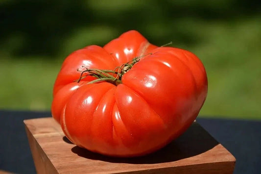 German Johnson Tomato Seeds - 30+ Non-GMO Heirloom Organic Seeds - Perfect for Home Gardening - Solanum lycopersicum