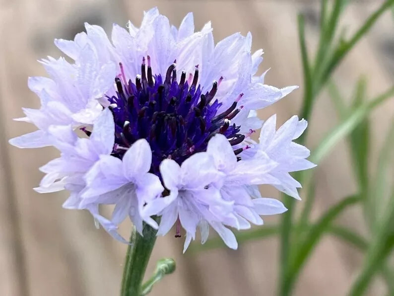 Bachelor's Button Seeds - 50 Pack - White & Blue Annual Flower Seeds - Centaurea cyanus - Garden Planting