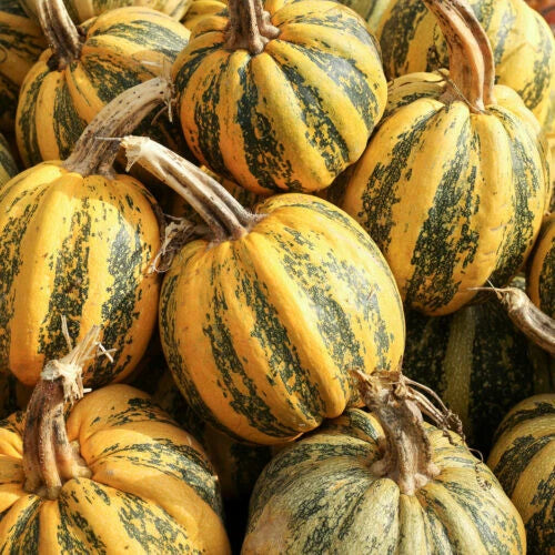 25+ American Tondo Pumpkin Seeds for Garden Planting - Cucurbita pepo - Heirloom Variety - Non-GMO