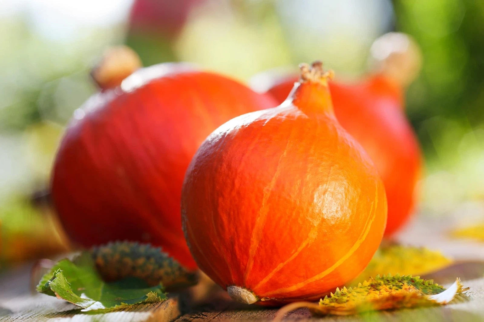 Japanese Heirloom Red Kuri Hokkaido Squash Seeds - 20 Pack for Planting - Cucurbita maxima