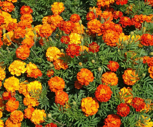 Marigold Seeds - Sparky Mix - Flower Seed Packet - Tagetes patula - Choose Size