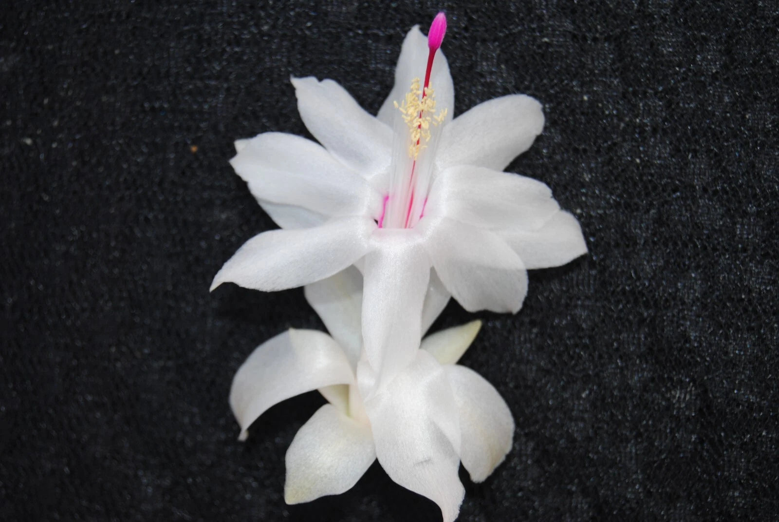 Christmas Cactus Starter Plant - Small White Knight Variety - Schlumbergera Truncata, Well-R rooted Healthy Plant