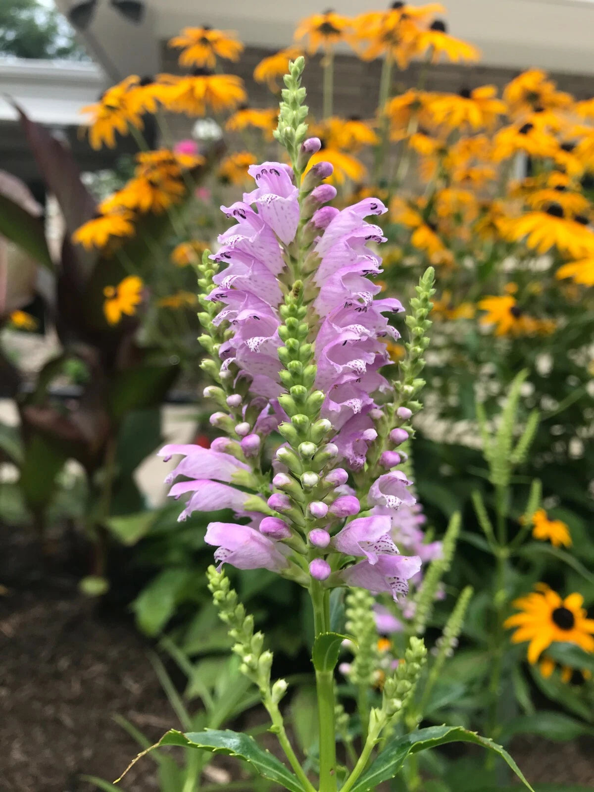 10 Live Obedient Plants Bare Roots - Physostegia virginiana - Organically Grown Perennials with Lavender Flowers
