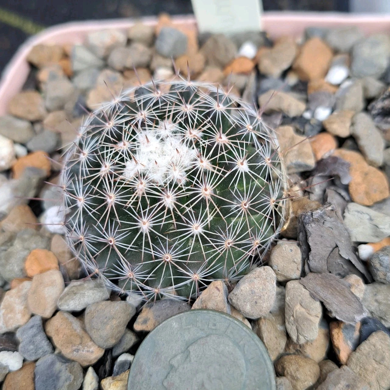 Mammillaria Gaumeri Bare Root Cactus - Unique Desert Plant for Home & Garden