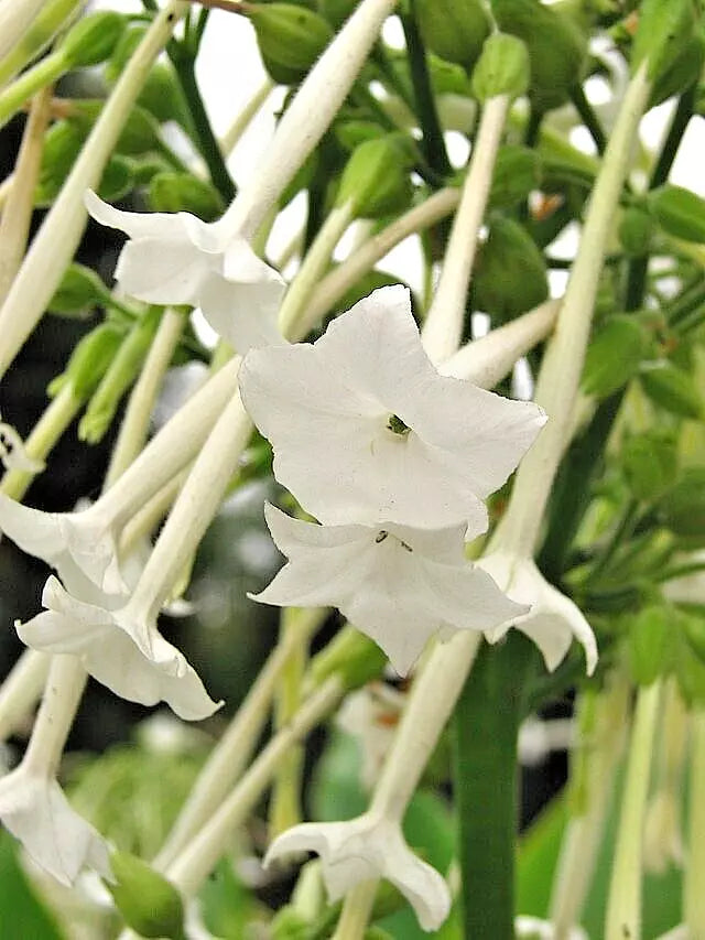 Flowering Tobacco Seeds 550, White Long Tubular Flowers, Nicotiana sylvestris
