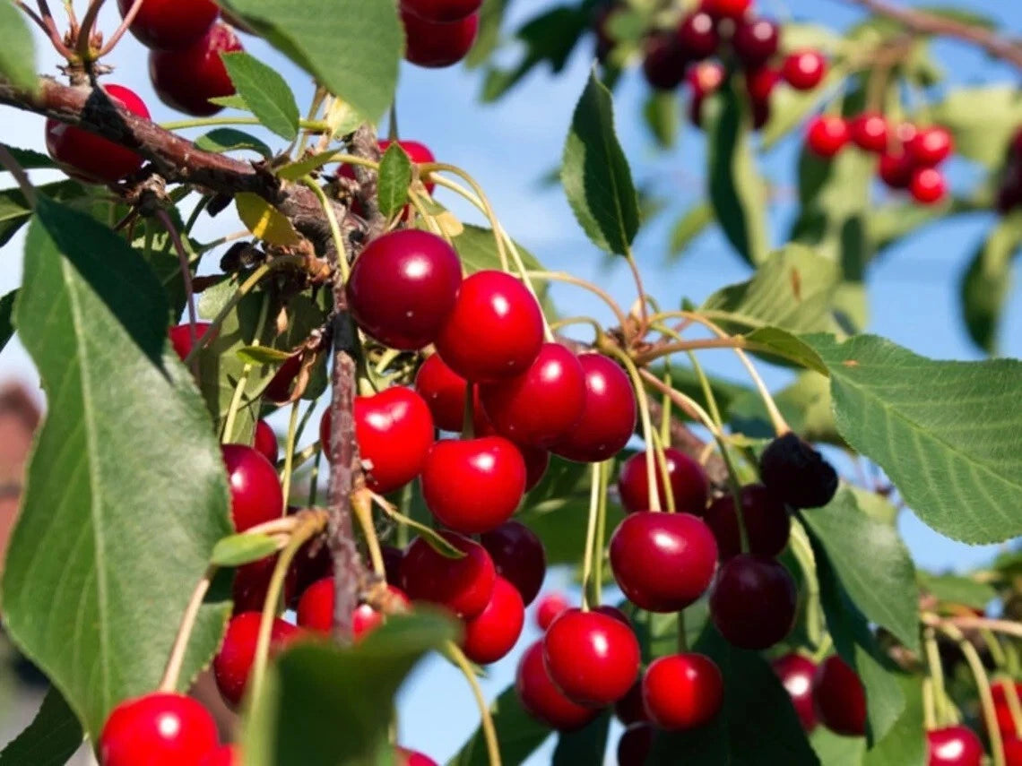 Wild Black Cherry Tree Live Plant 1 Year 20"+ Tall Edible Fruit Prunus Serotina