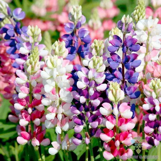 25+ Avalune Mix Lupine Seeds for Garden Planting - Lupinus polyphyllus - USA