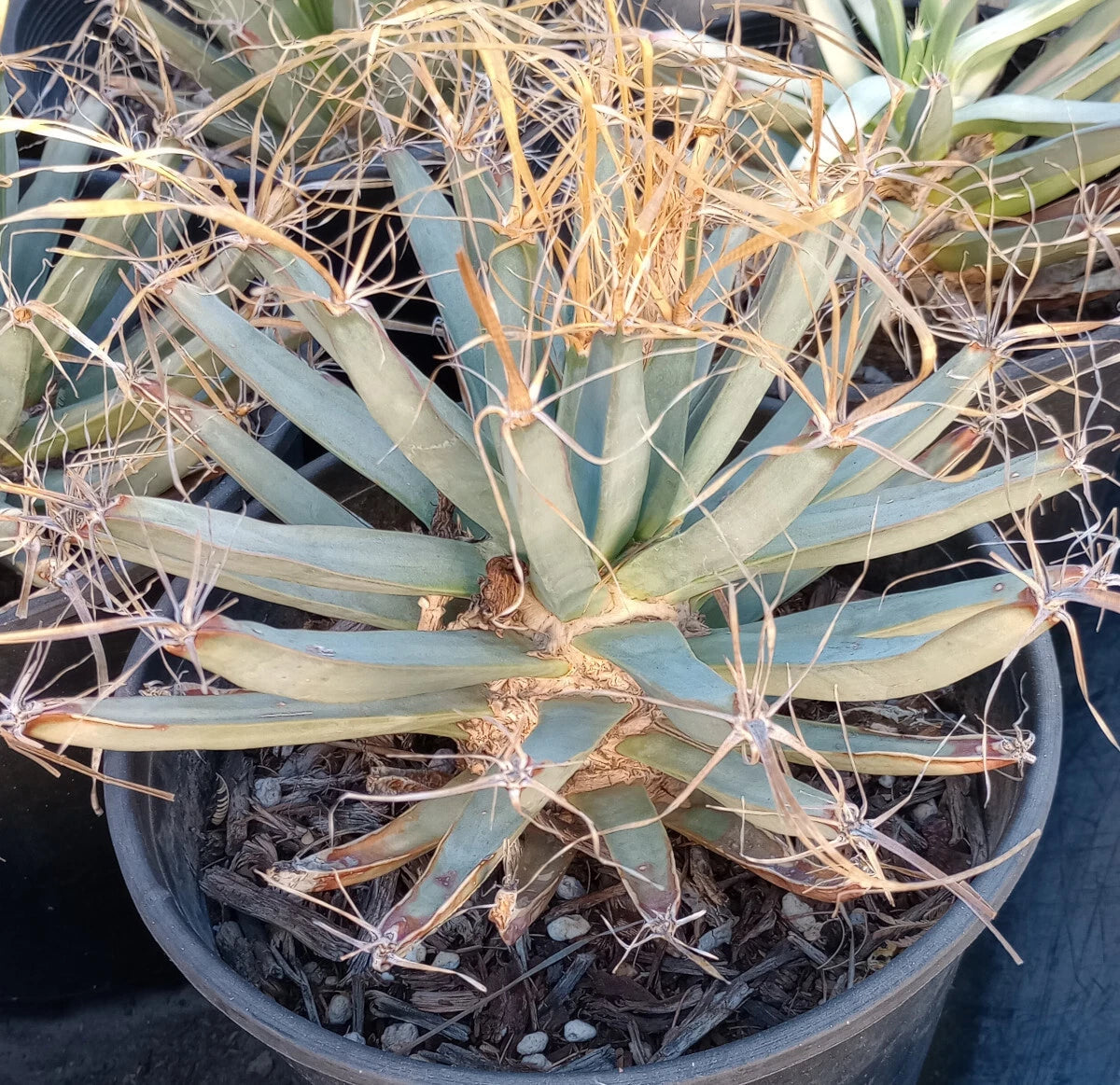 Agave Cactus Plant - Leuchtenbergia principis - Ferocactus with Long Paper Spines - Unique Succulent Decor