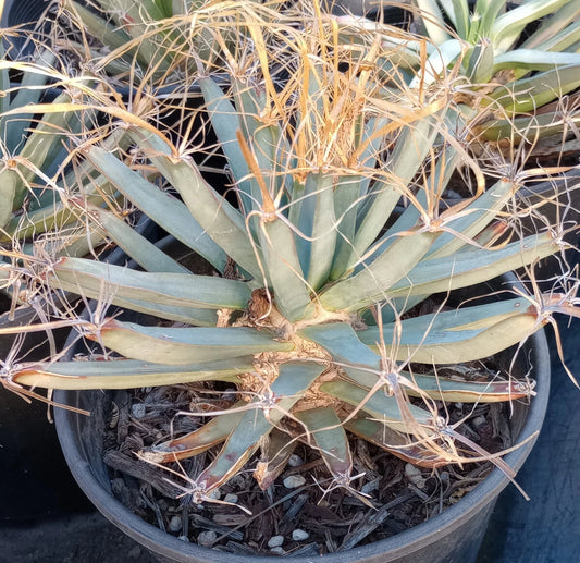 Agave Cactus Plant - Leuchtenbergia principis - Ferocactus with Long Paper Spines - Unique Succulent Decor