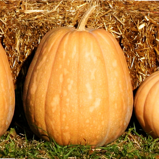 Dickinson Pumpkin Seeds | Kentucky Field Variety | Tan Squash Vegetable Seed | 2025