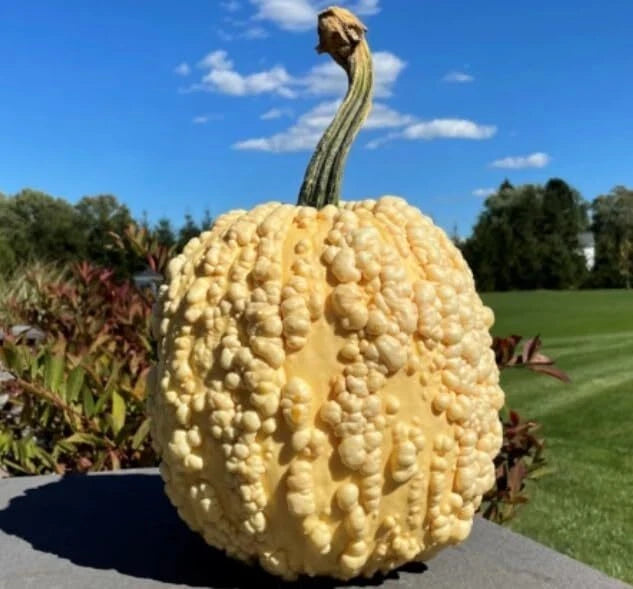 Heirloom Pumpkin Seeds - Yellow Warty Popcorn Knucklehead - Decorative Edible Variety - Cucurbita pepo