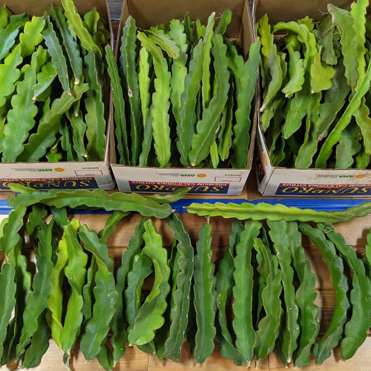Dragon Fruit Cuttings - 8" - 10" - Multiple Varieties - Hylocereus spp.