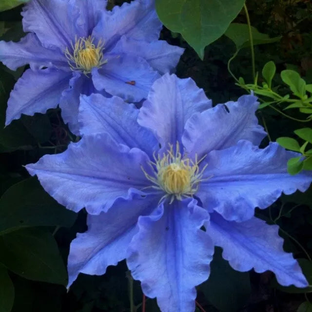 Blue Clematis Seeds - 25 Pack - Climbing Perennial Flower - Clematis spp.