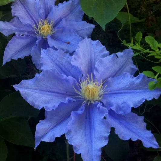 Blue Clematis Seeds - 25 Pack - Climbing Perennial Flower - Clematis spp.
