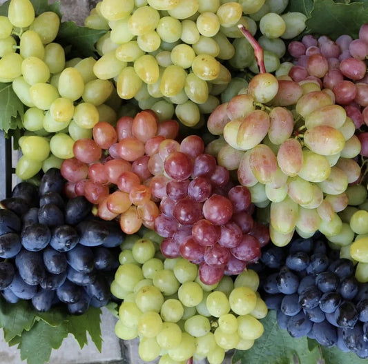 50 Mixed Grape Seeds - Multicolor Wine & Dessert Fruit - Organic Varieties for Easy Growing - USA Garden