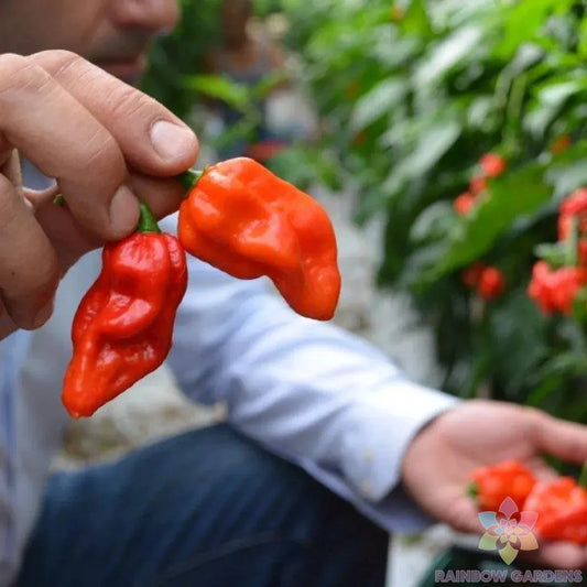 Komodo Dragon Hot Pepper Seeds - 25+ Seeds for Garden Planting - Capsicum chinense - USA