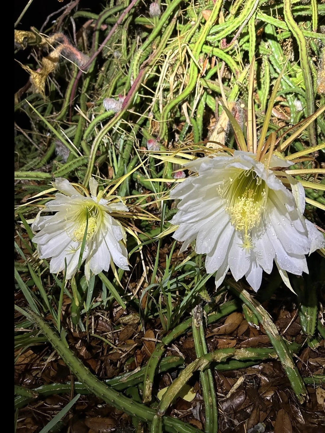 Queen of the Night Blooming Cactus Rooted Plant - Cereus Selenicereus Grandiflorus - Unique Gift Idea
