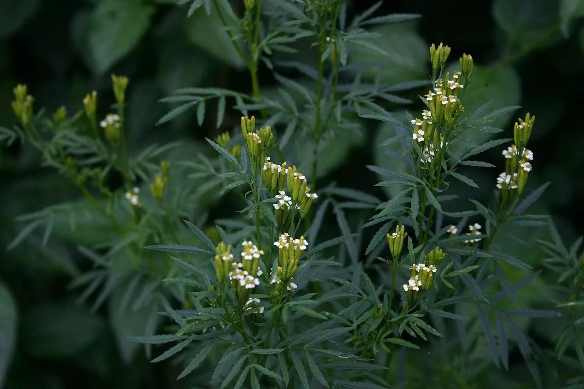 300 Huacatay Seeds Black Mint Peruvian Culinary Herb Tagetes Minuta Medicinal Plant