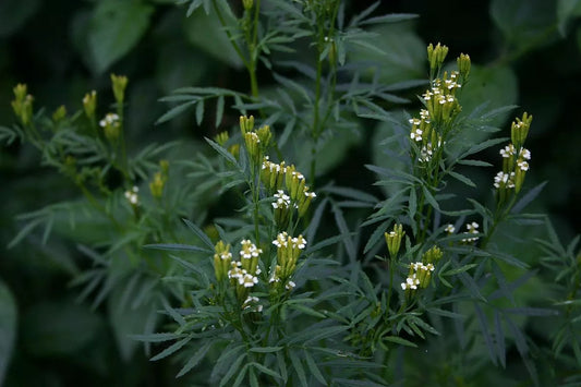 300 Huacatay Seeds Black Mint Peruvian Culinary Herb Tagetes Minuta Medicinal Plant
