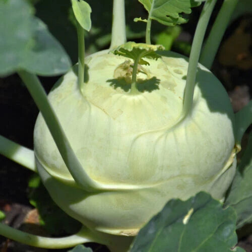 Kohlrabi Starter Plants Set of 2, 4+ Inches, Brassica oleracea var. gongylodes, German Turnip, Fresh Live Plants for Garden